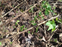 Ribes divaricatum