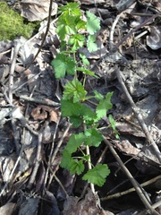 Ribes divaricatum