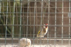 Carduelis carduelis