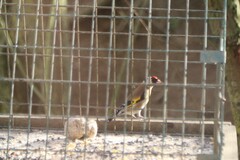 Carduelis carduelis
