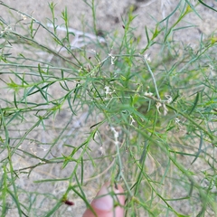 Ambrosia salsola