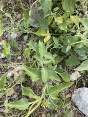 Verbesina encelioides