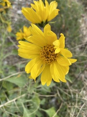 Verbesina encelioides