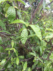Psychotria rufipes