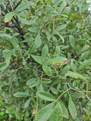Searsia pyroides