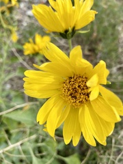 Verbesina encelioides