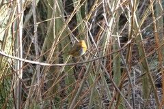 Erithacus rubecula