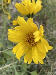 Verbesina encelioides