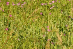 Lathyrus heterophyllus