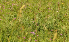 Lathyrus heterophyllus