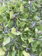 Prunus fremontii