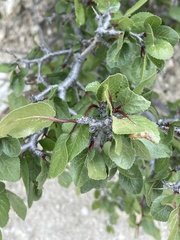 Prunus fremontii