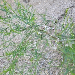 Ambrosia salsola
