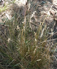 Rytidosperma racemosum