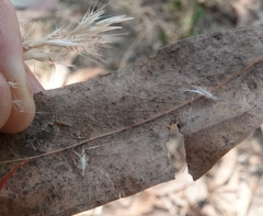 Rytidosperma racemosum