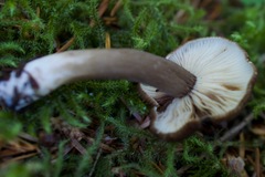 Lactarius fallax concolor