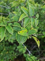 Celtis africana