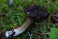 Lactarius fallax concolor