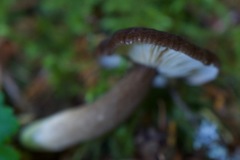 Lactarius fallax concolor