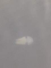 Acromitus flagellatus