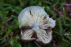 Lactarius fallax concolor