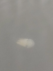 Acromitus flagellatus