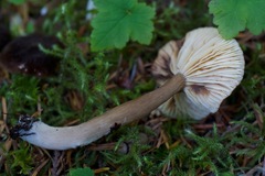 Lactarius fallax concolor