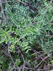 Zanthoxylum capense