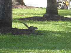 Sciurus carolinensis