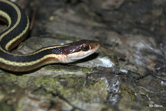 Thamnophis saurita septentrionalis