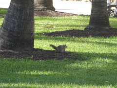Sciurus carolinensis