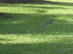 Sciurus carolinensis