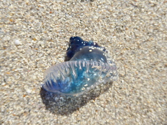 Physalia physalis