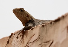 Agama agama