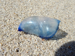 Physalia physalis