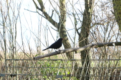 Turdus merula