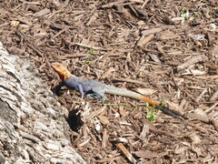 Agama picticauda