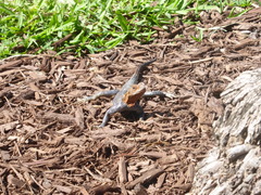 Agama picticauda