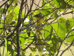Geothlypis poliocephala