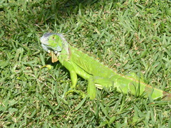Iguana iguana
