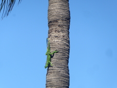Iguana iguana