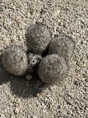 Escobaria alversonii