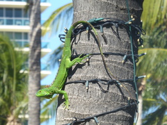 Iguana iguana