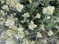 Pseudognaphalium californicum