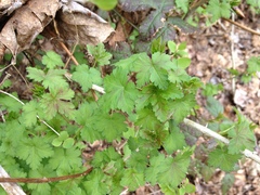 Ribes divaricatum