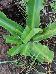Eucomis autumnalis