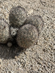 Escobaria alversonii