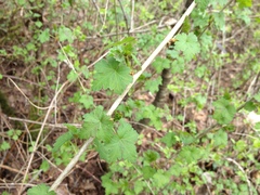 Ribes divaricatum