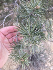 Pinus quadrifolia