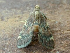 Hypsopygia intermedialis